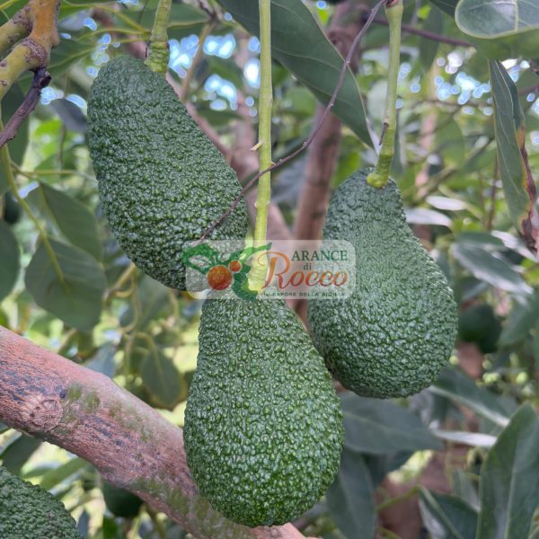 Second image of AVOCADO HASS 4KG + ARANCE 5KG