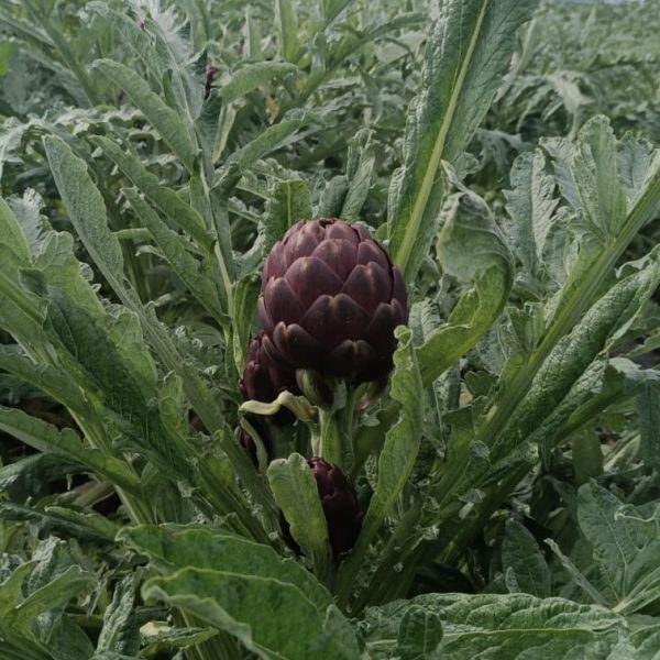 Second image of Carciofi Apollo