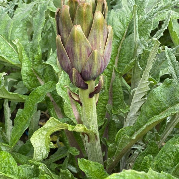 Second image of Carciofi violetto