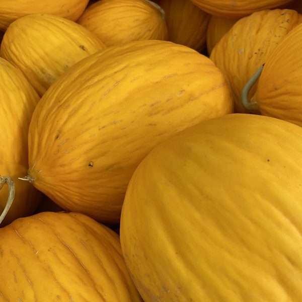 Melone Gialletto