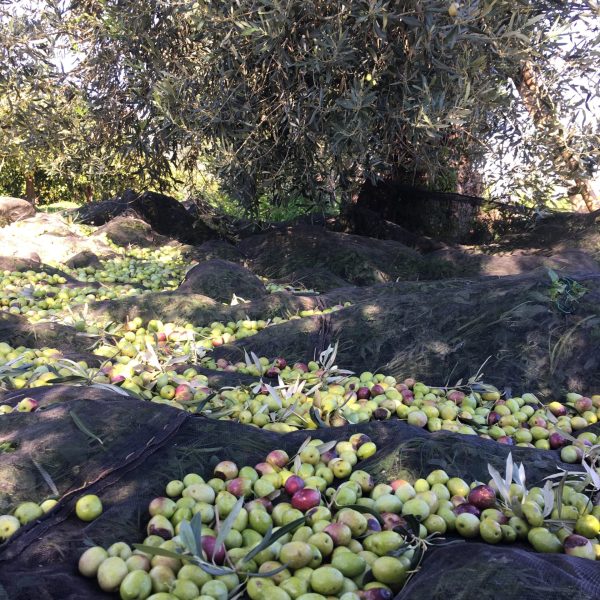 Second image of OLIO EXTRAVERGINE D’OLIVA