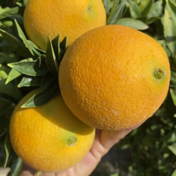 ARANCE NAVEL DA TAVOLA (Più acquisti più risparmi)