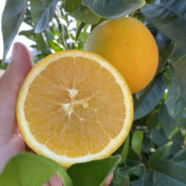 ARANCE NAVEL DA SPREMUTA (Più acquisti più risparmi)
