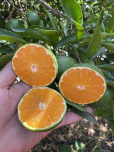 IMG_9593-scaled-1.jpeg