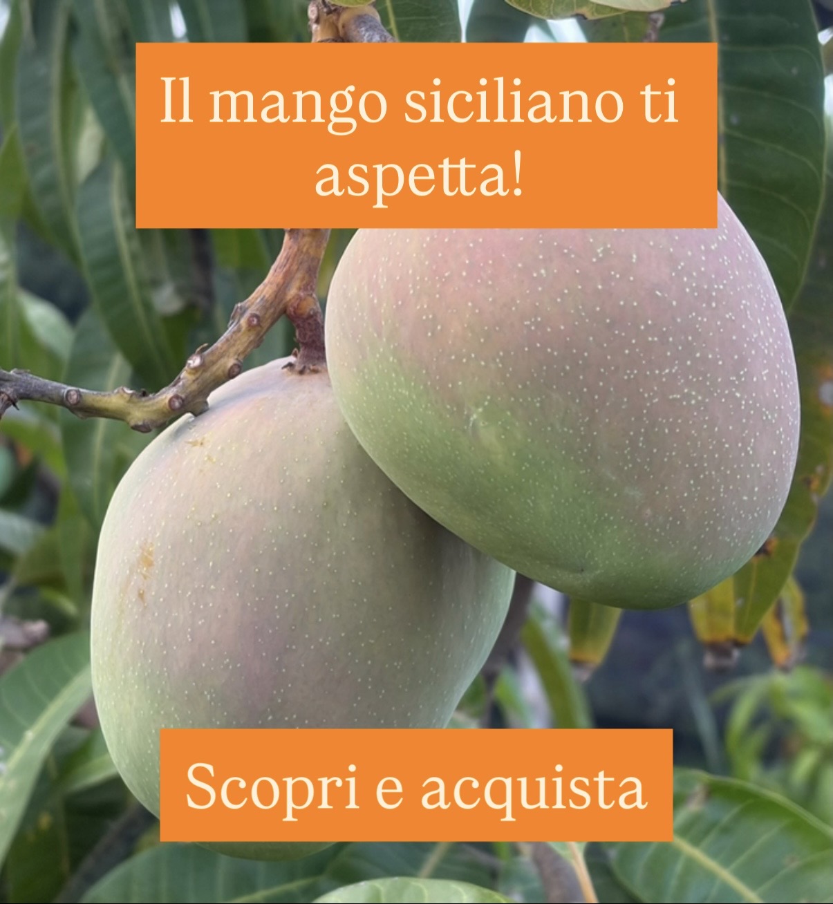 Image Newsletter