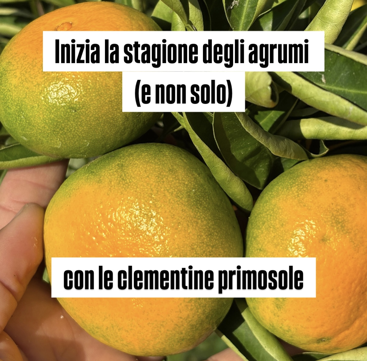 Image Newsletter